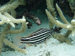 Black and white stripe fish on local beach reef tongatapu... by Trevor Byett 